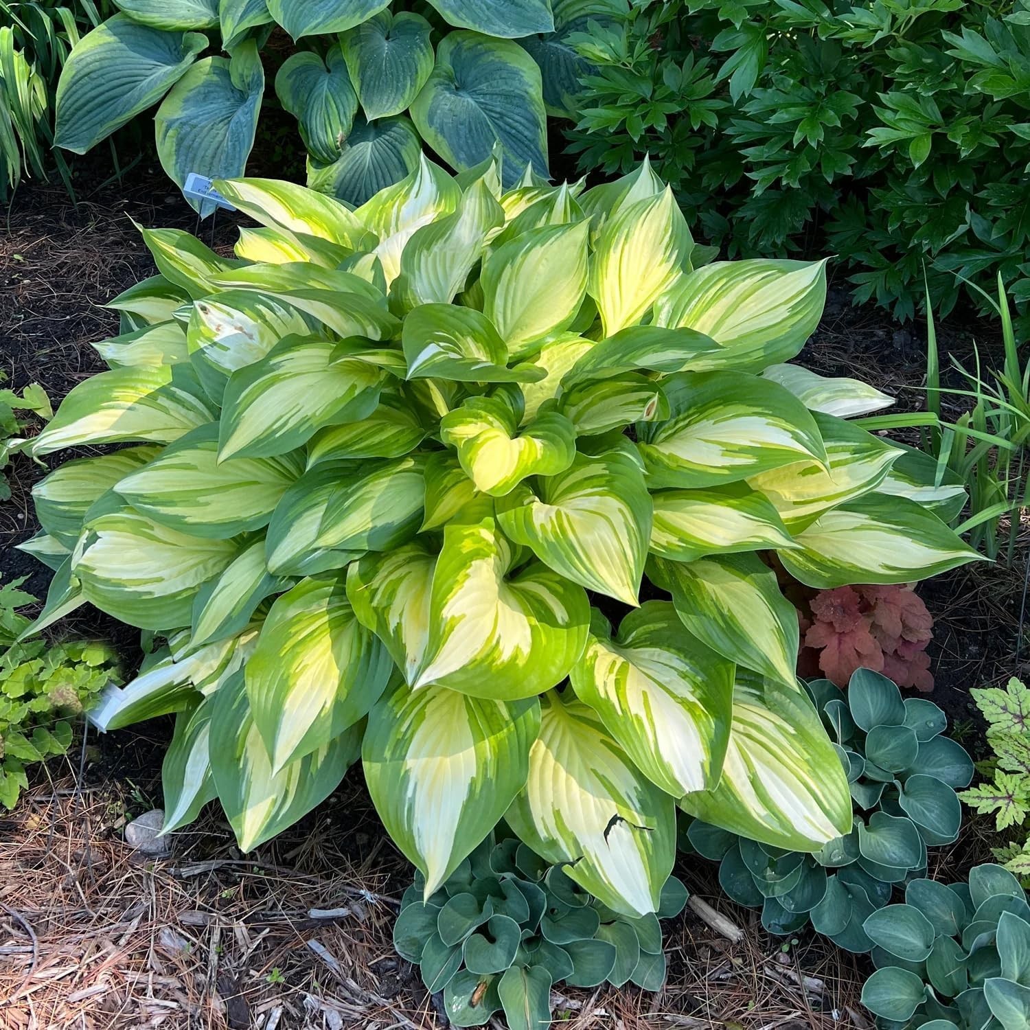 200+ Mixed HOSTA SEEDS – PERENNIAL OUTDOOR SHADE GARDEN PLANTING SEEDS