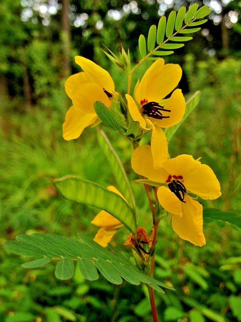 201+ PARTRIDGE PEA Seeds Native Wildflower Fall Food Source Turkey Deer Birds