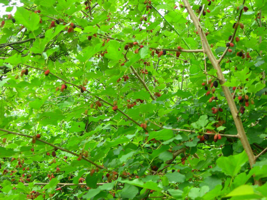 RED MULBERRY (Morus rubra) TREE PLANTS 24 to 36+ INCH INCHES 2 TO 3 YEAR OLDS