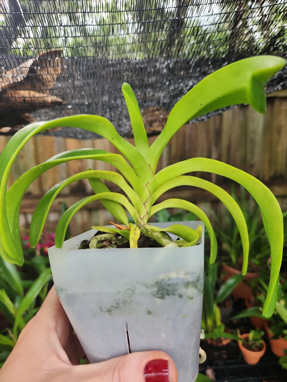 Aerides Odorata X Sib Fragrant Live Blooming Size Vanda Orchid Plant