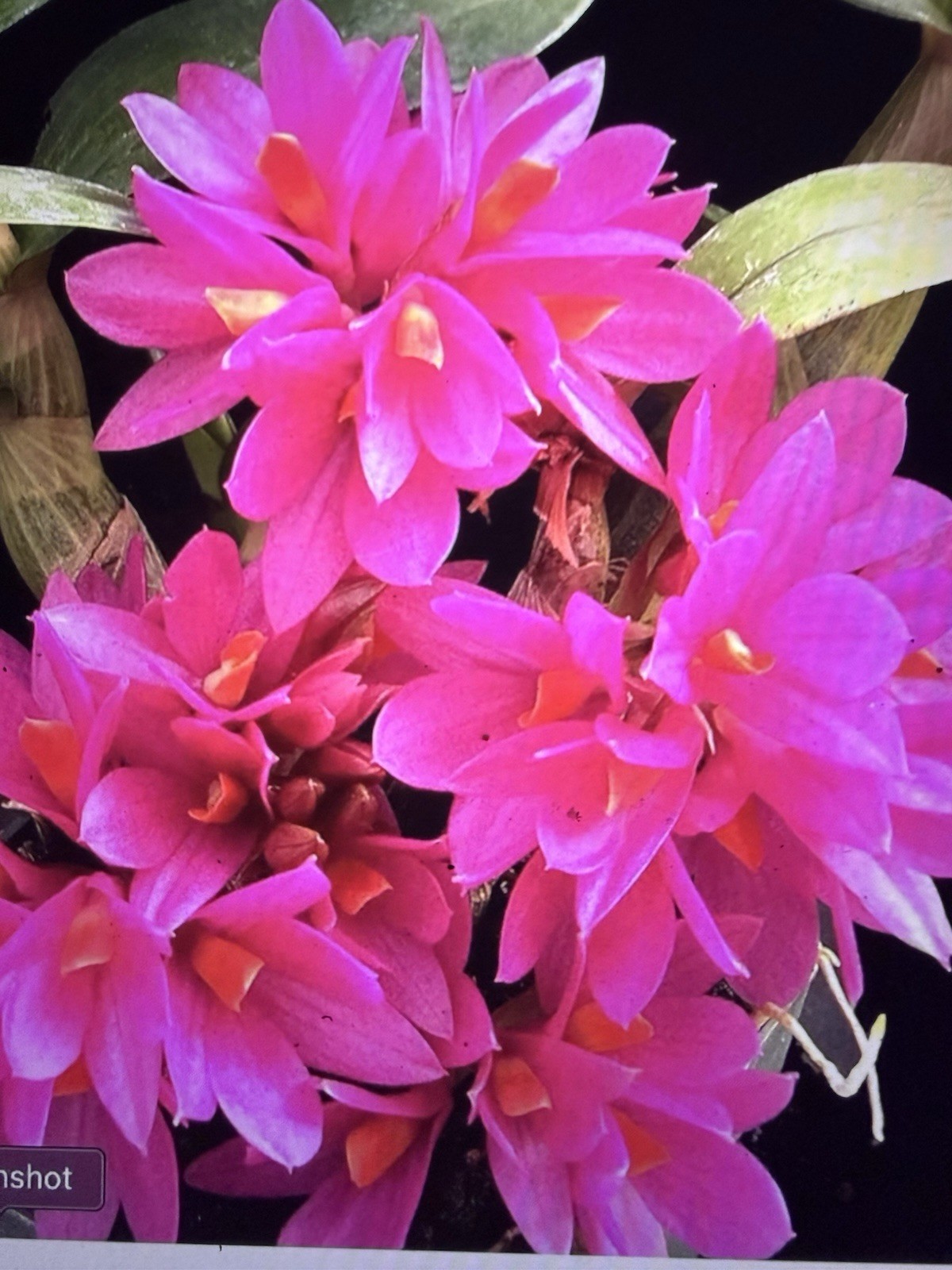 ORCHID PLANTS Dendrobuim Hibiki 1 short rooted starter plant bare root