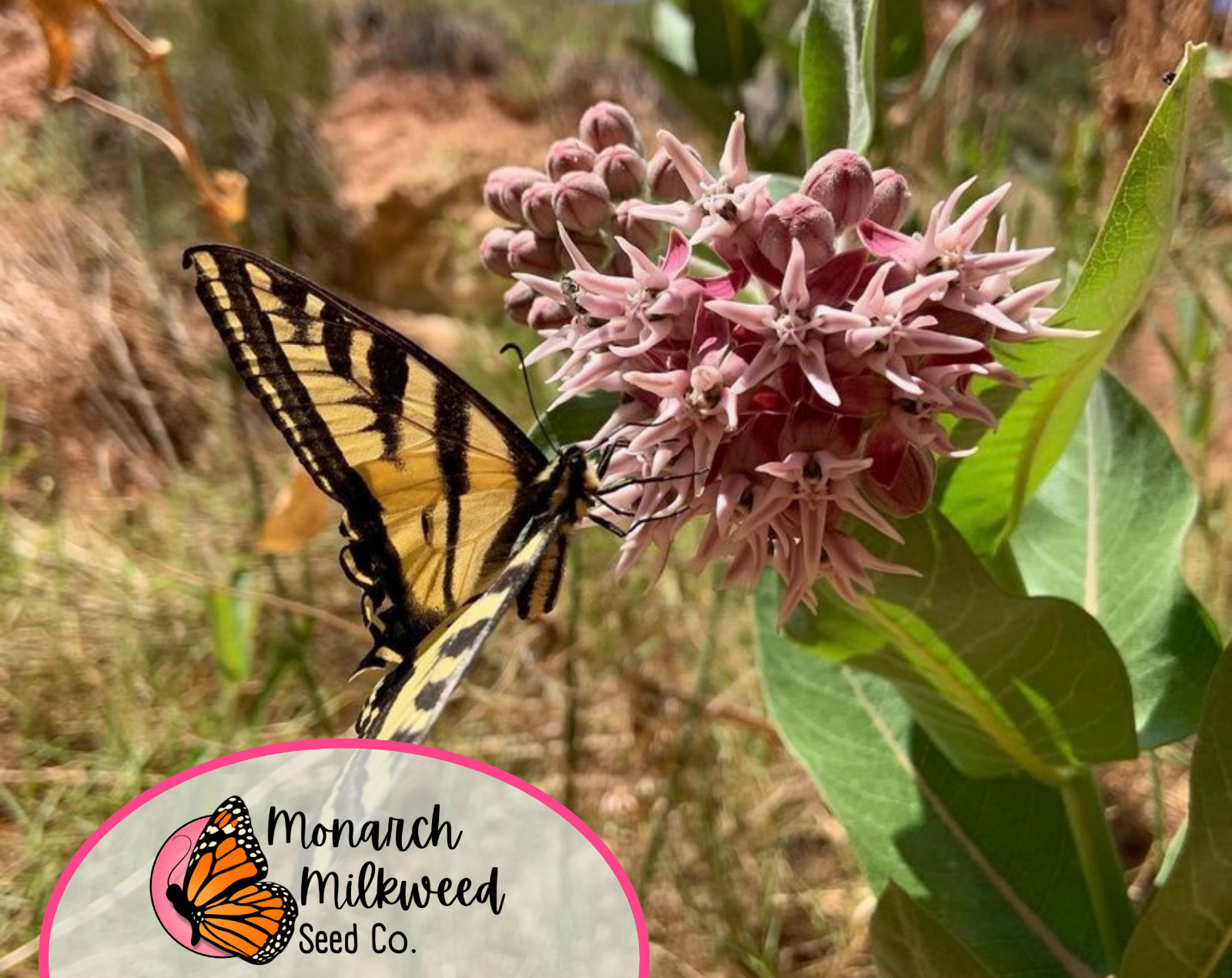 BULK Showy Milkweed Seeds | Monarch Butterfly Host Plant, Asclepias speciosa