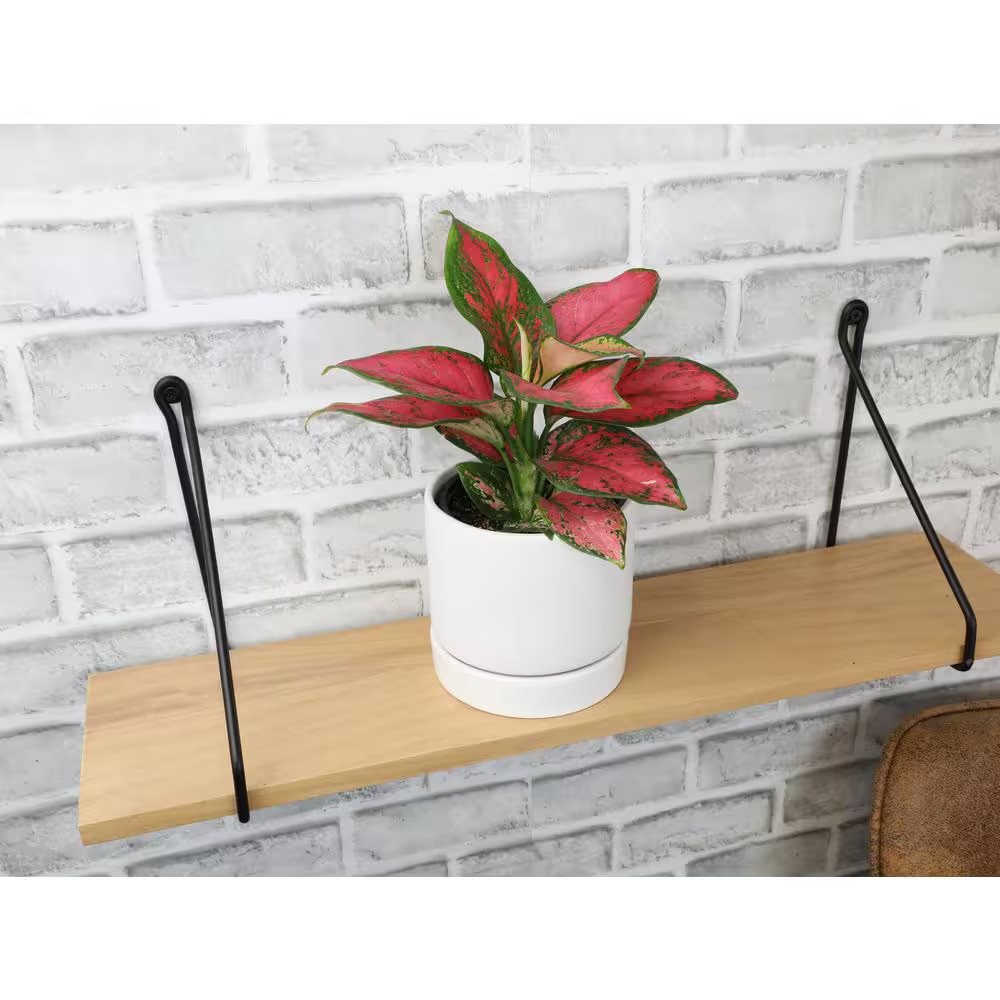 4.25 In. Pink Chinese Evergreen Aglaonema Beauty Live House Plant in Grower Pot