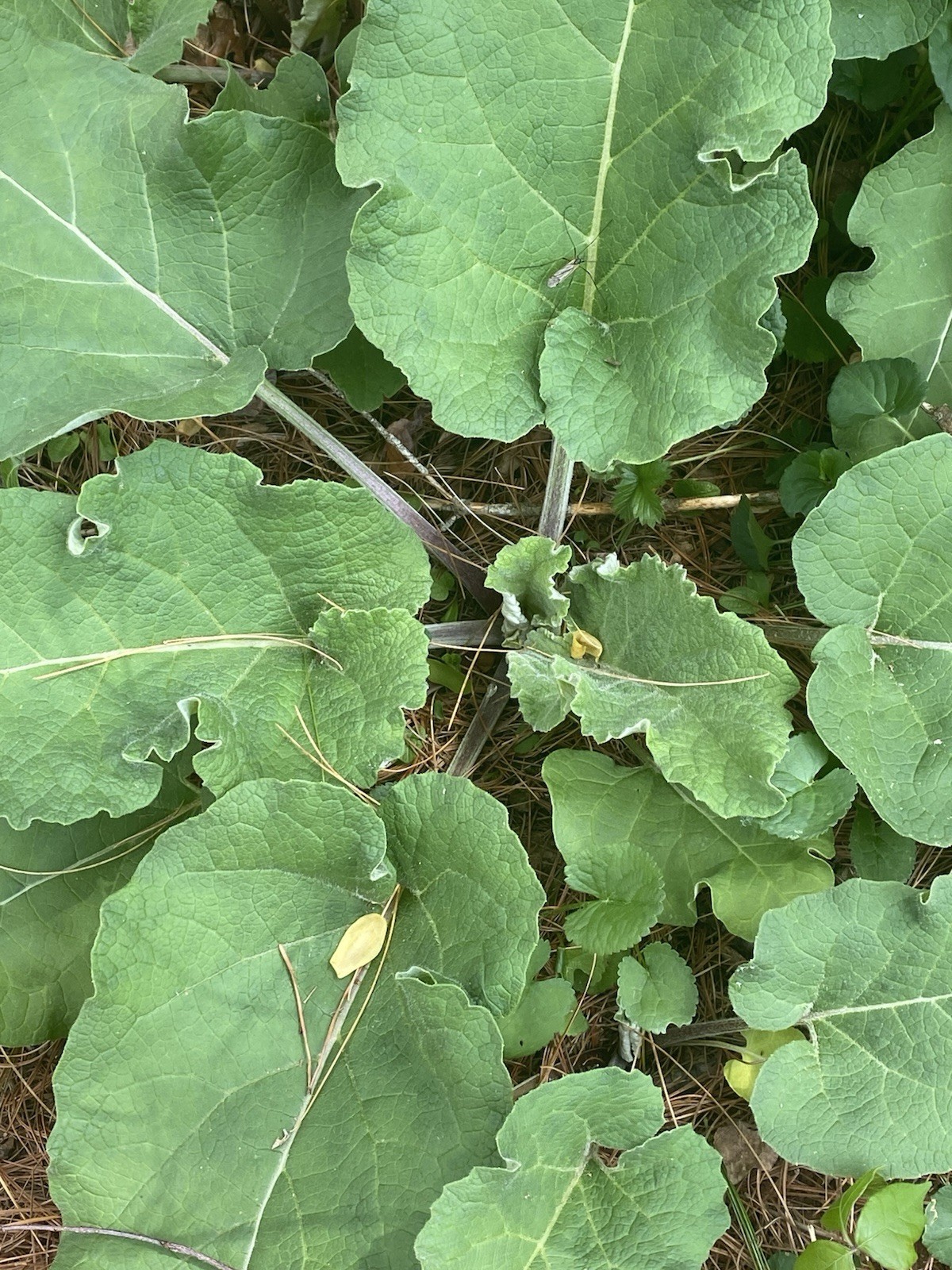 Burdock root (Arctium lappa) 2 Bulbs,Roots Edible Plus More Benefits