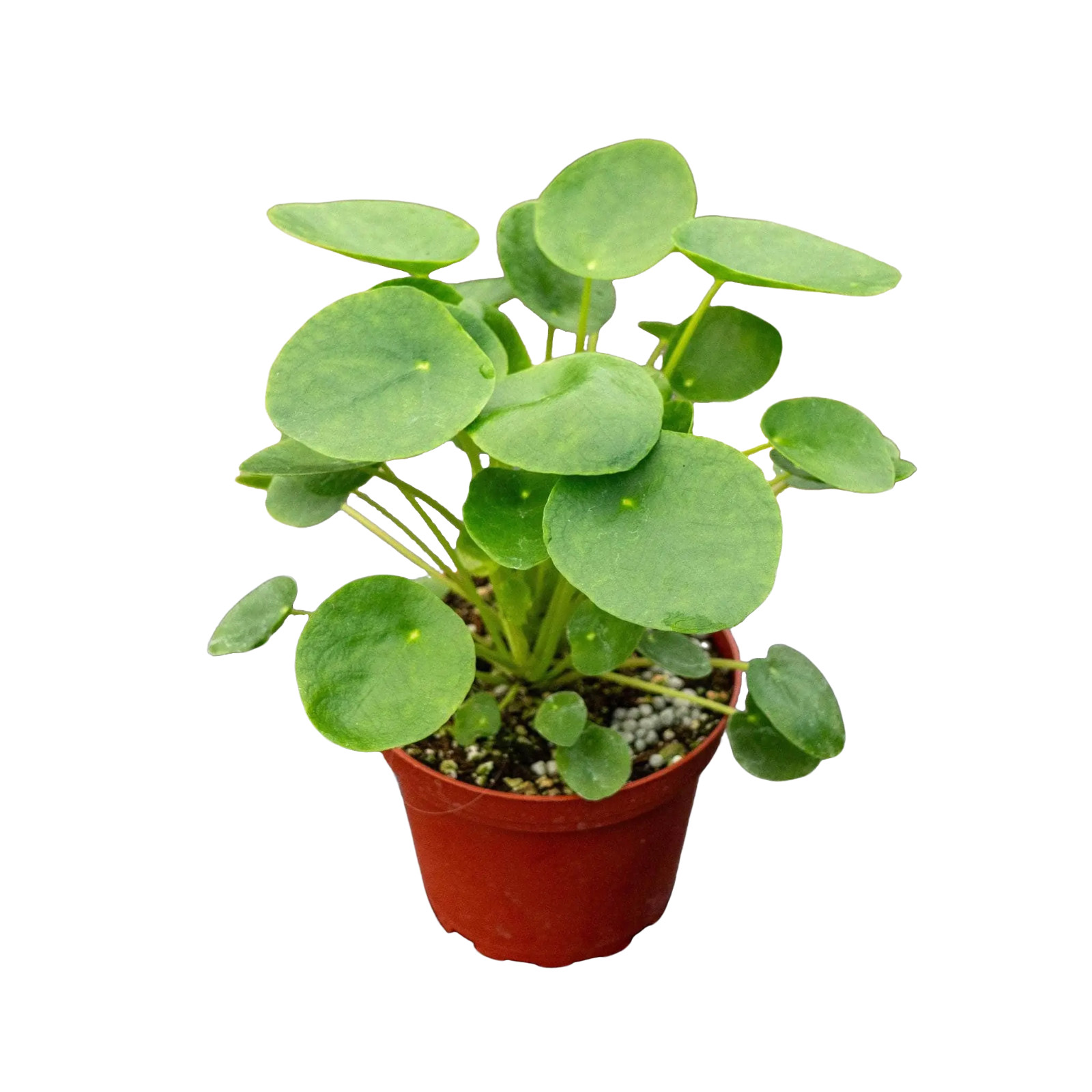 Pilea Peperomioides Chinese Money 4in pot – Chinese Money Plant – UFO Plant
