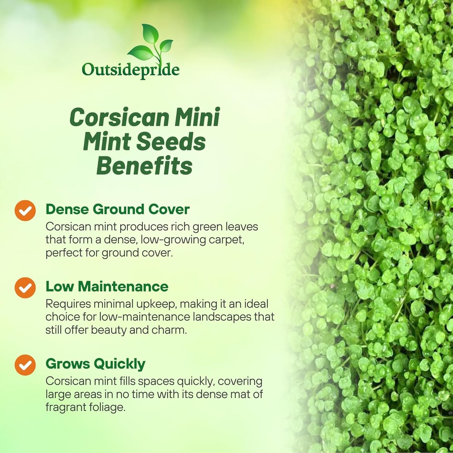 25 Pellets Corsican Mint Seeds For Planting | Ground Cover Plant Seed