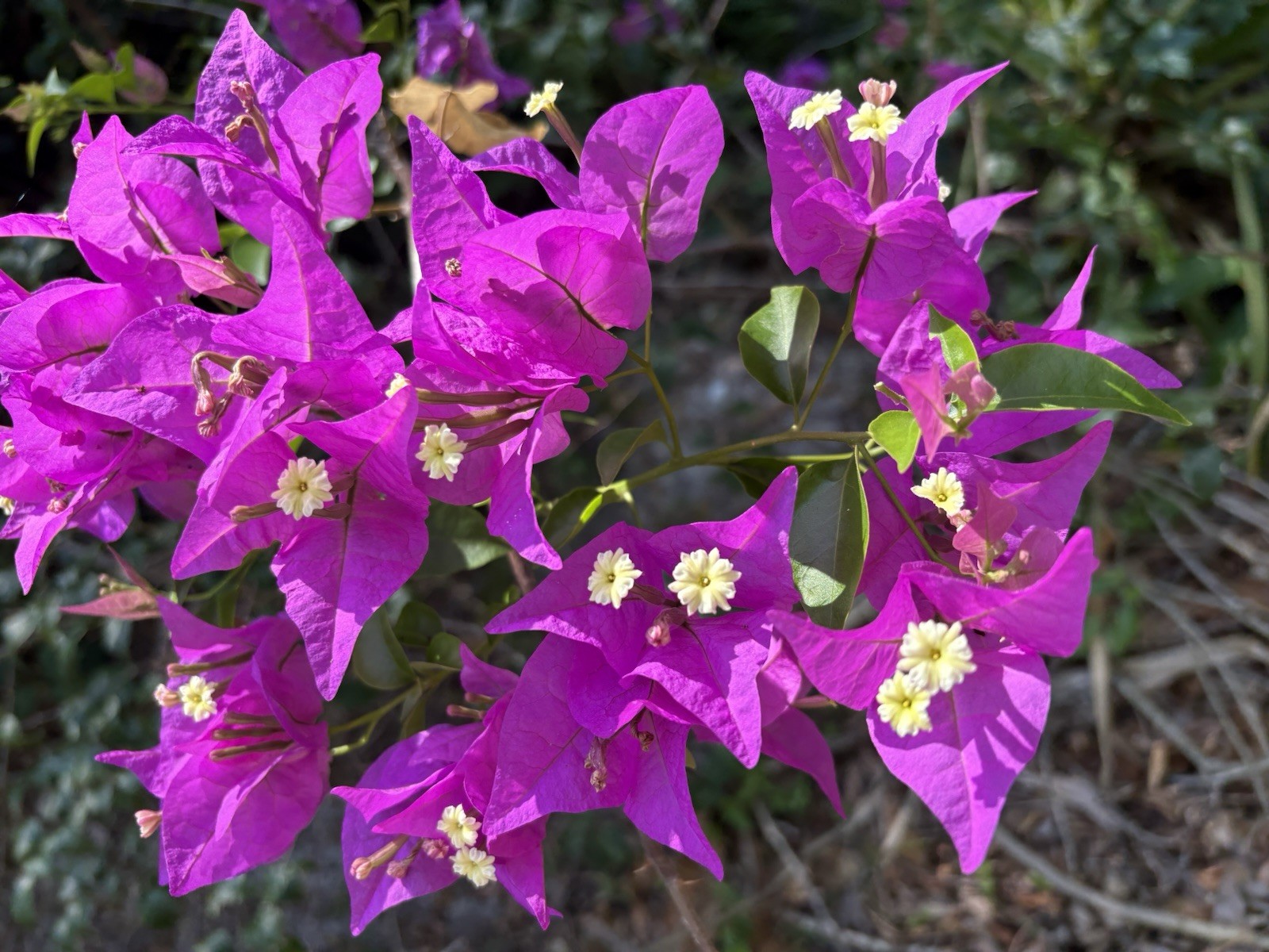 Bougainvillea PURPLE LAVENDER STUNNING! 6 cuttings