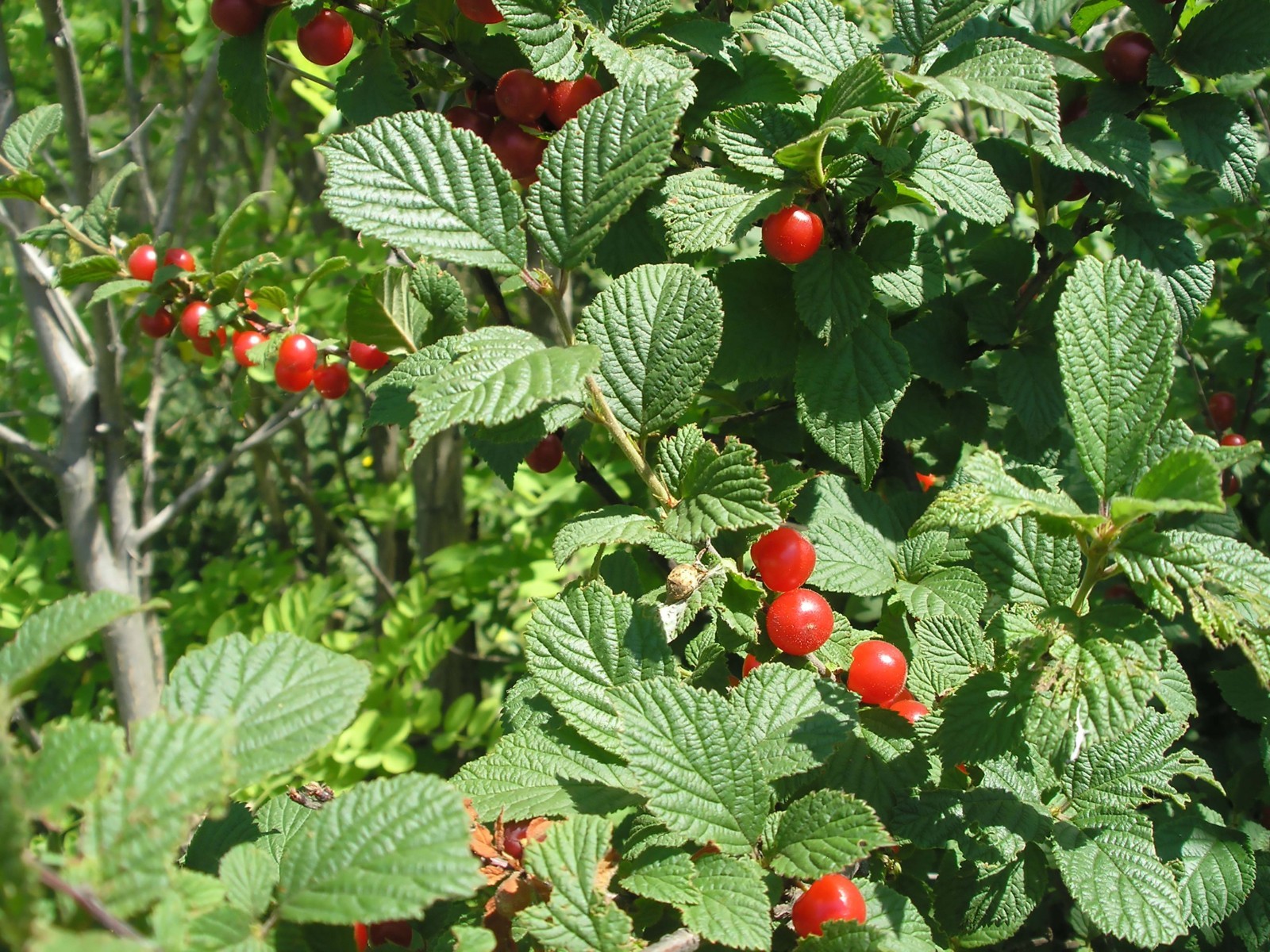 Nanking Cherry, Prunus tomentosa, Shrub Seeds (Edible, Hardy, Fast)