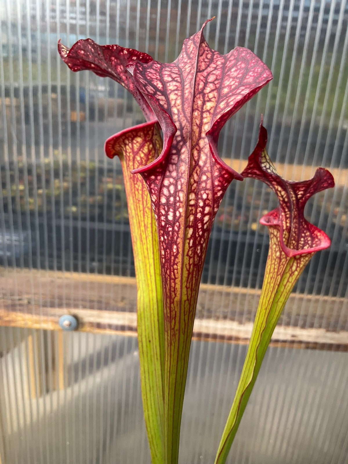 Sarracenia ‘Esme Cowlard’ x (leucophylla Purple Lips x cuprea) OP Exact Plant