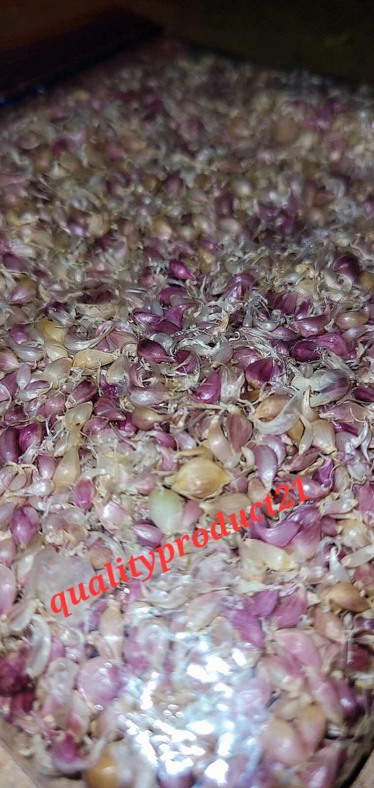 Organic Home Grown Italian Purple Garlic Bulbils (NOT BULBS) For Plant 200 Pcs