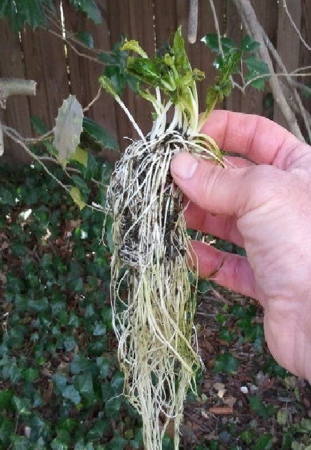 2 Cardinal Flower Lobelia cardinalis Pond/Marsh/Water plant~BARE ROOT NO FOLIAGE