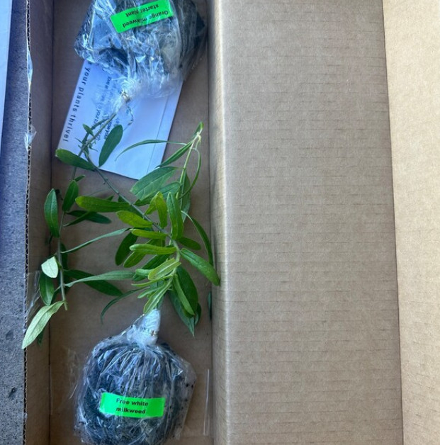 Set 2 Orange Milkweed Live Starter Plant – 3-8″ Tall – Monarch Butterfly Attract