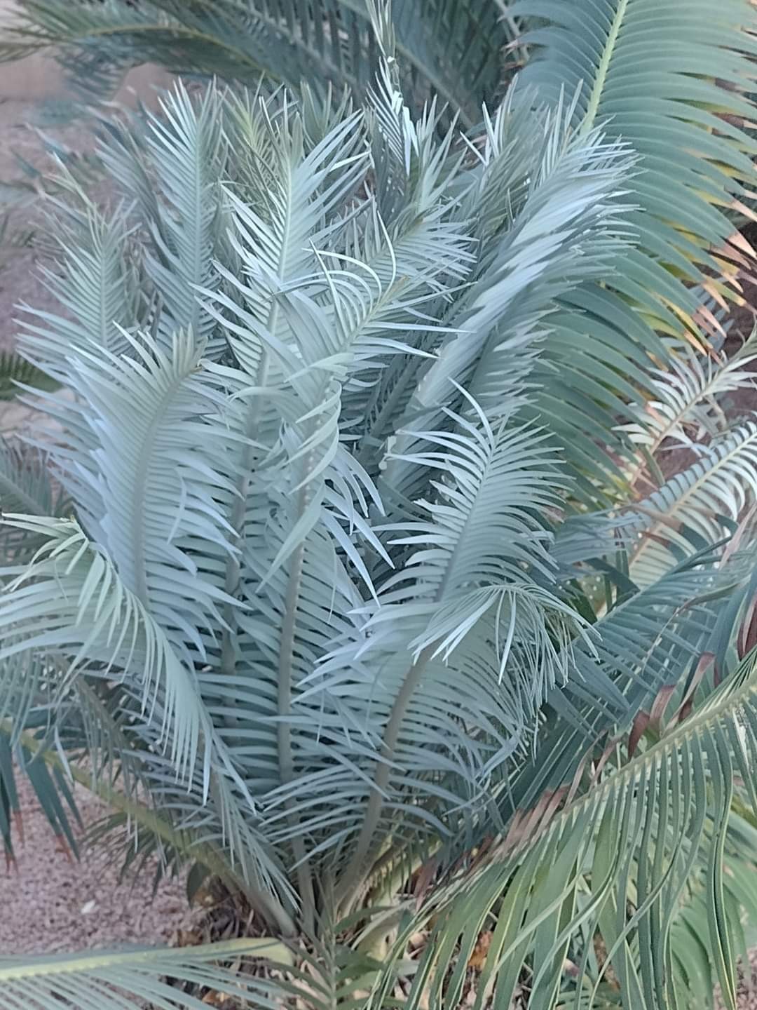 RARE BLUE AUSTRALIAN CYCAD CYCAS CAIRNSIANA