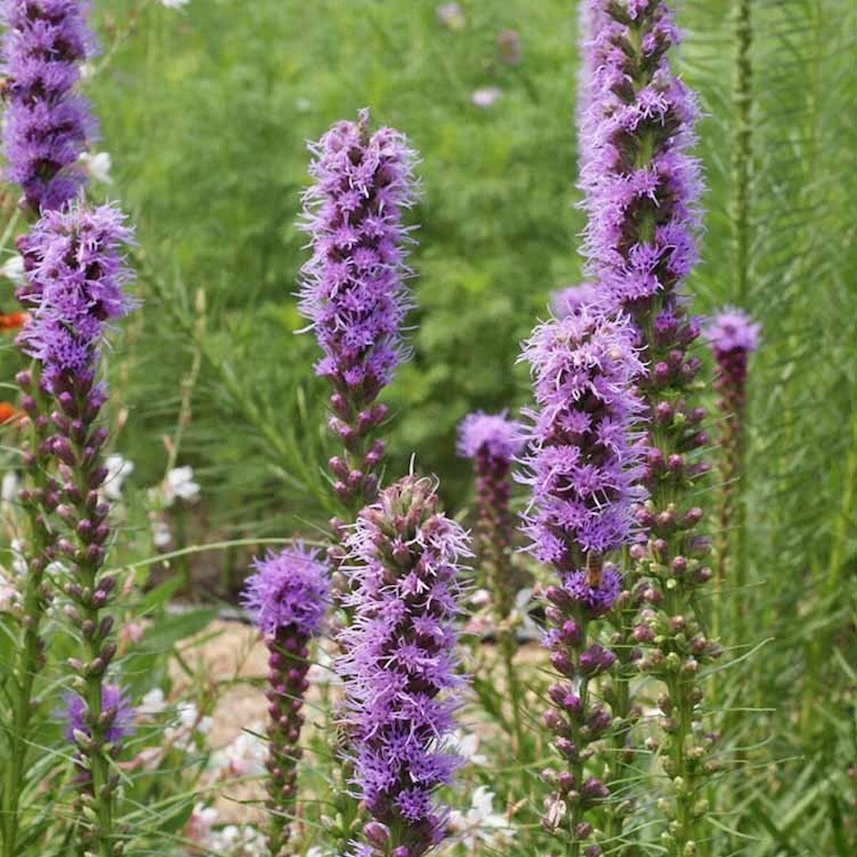 400 Marsh Blazing Star Wildflower Seeds – Everwilde Farms Mylar Seed Packet