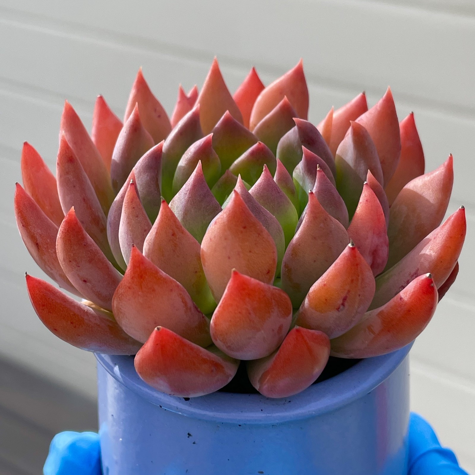 Rare Succulent Dark Elf Fully Rooted Healthy Live Easy Care Plant 2-3 Inches