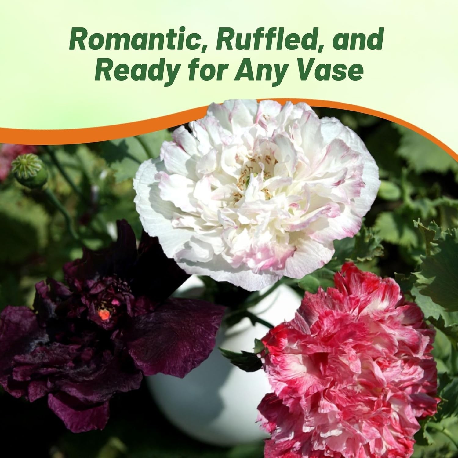 10000 Seeds Peony Seeds Antique Shades Mixture