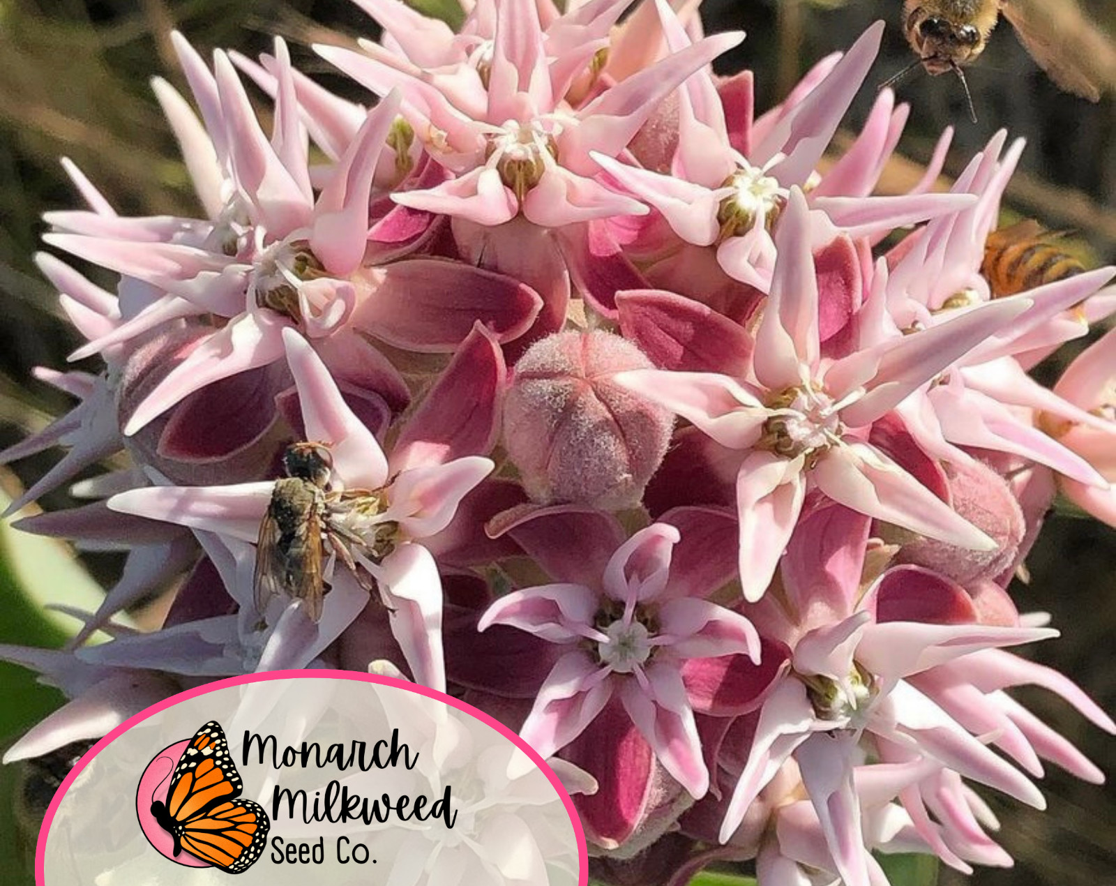 BULK Showy Milkweed Seeds | Monarch Butterfly Host Plant, Asclepias speciosa