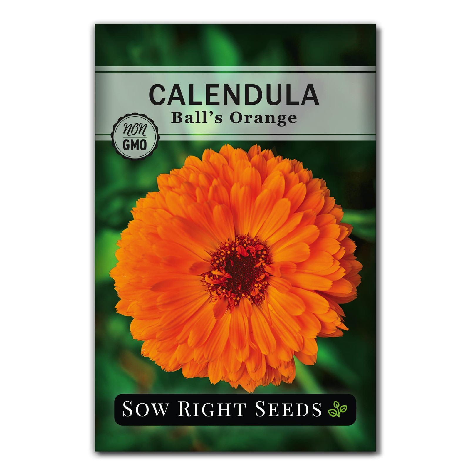 Sow Right Seeds – Ball’s Orange Calendula for Planting – Non-GMO