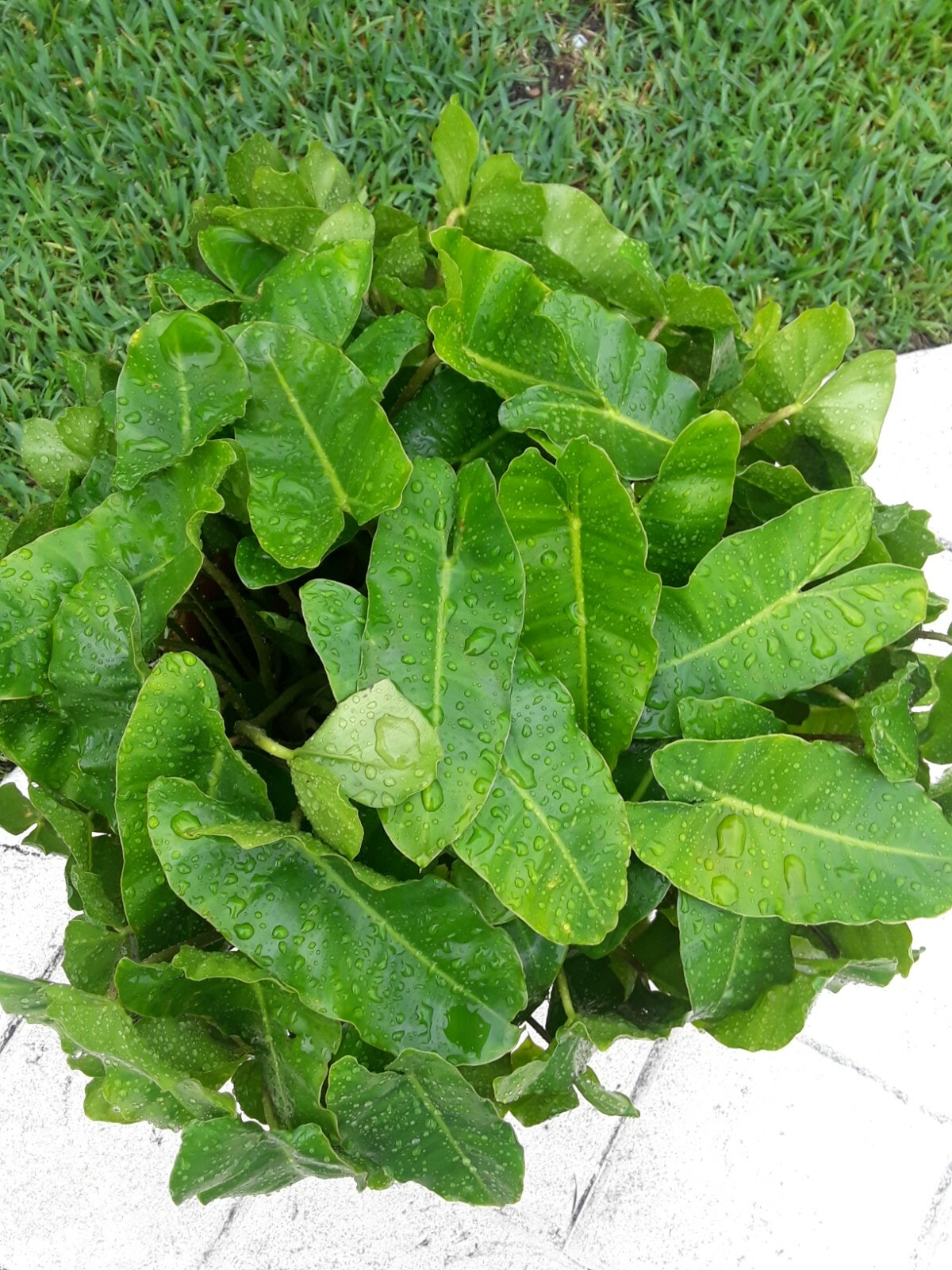 Burle Marx PHILODENDRON one tropical plant clipping