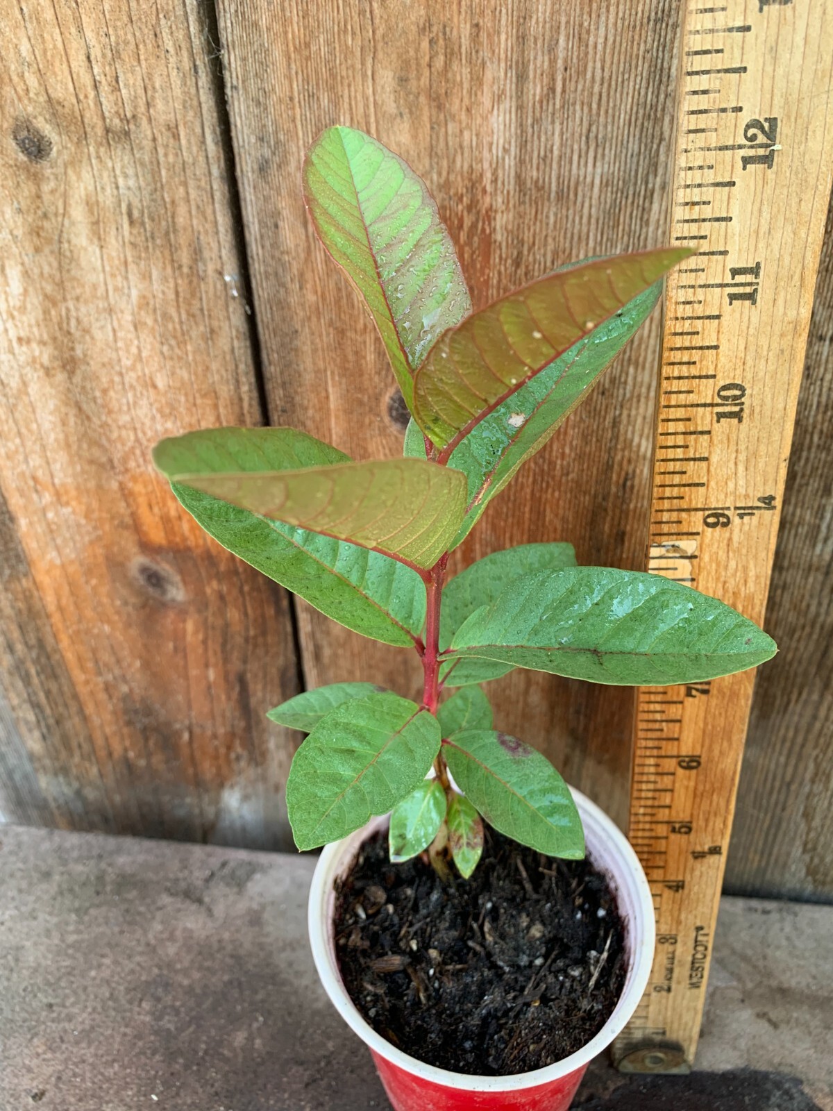 1 Cream White Tropical Guava Big Fruit Tree Psidium Guajava Starter Tree App 10″