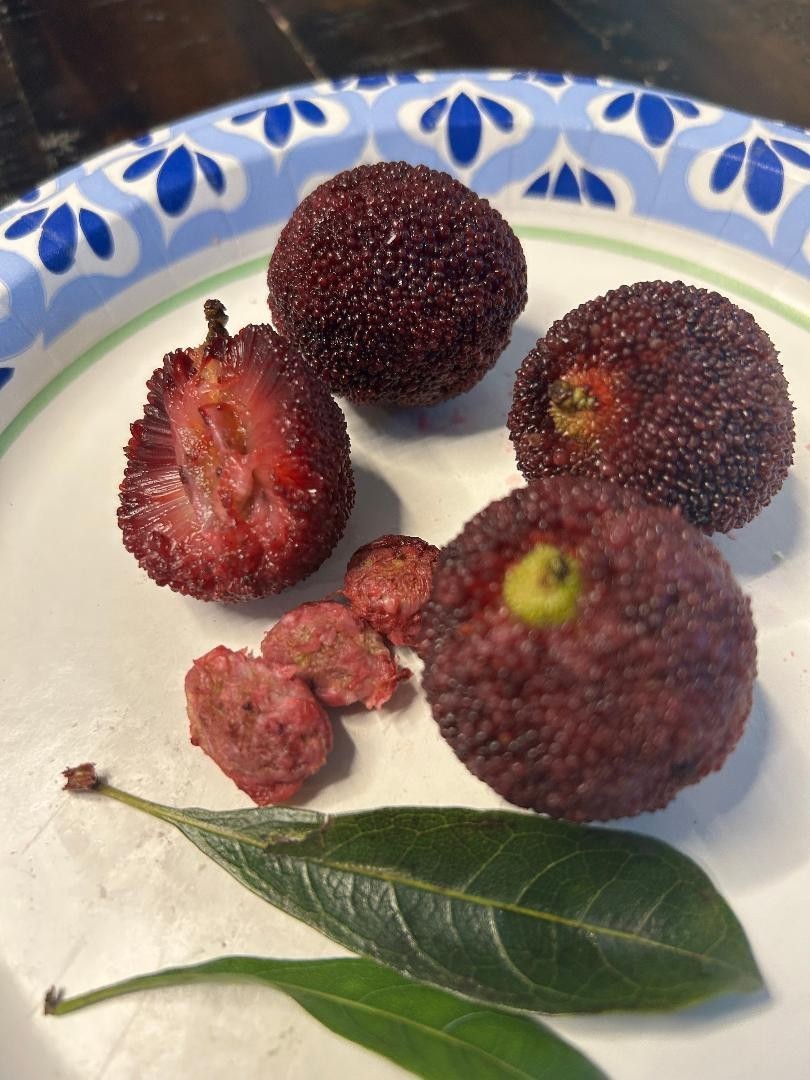 Chinese bayberry (yangmei or yumberry- huge berry-3 cuttings for grafting