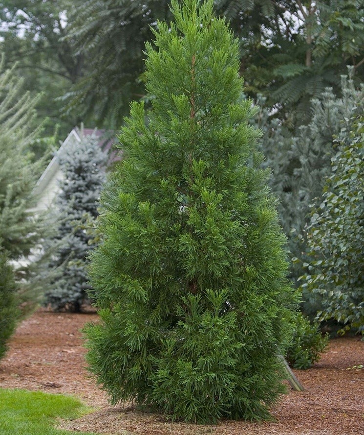 Radicans Cryptomeria ( japanese cedar ) – Live Plant – ( 1 QT )