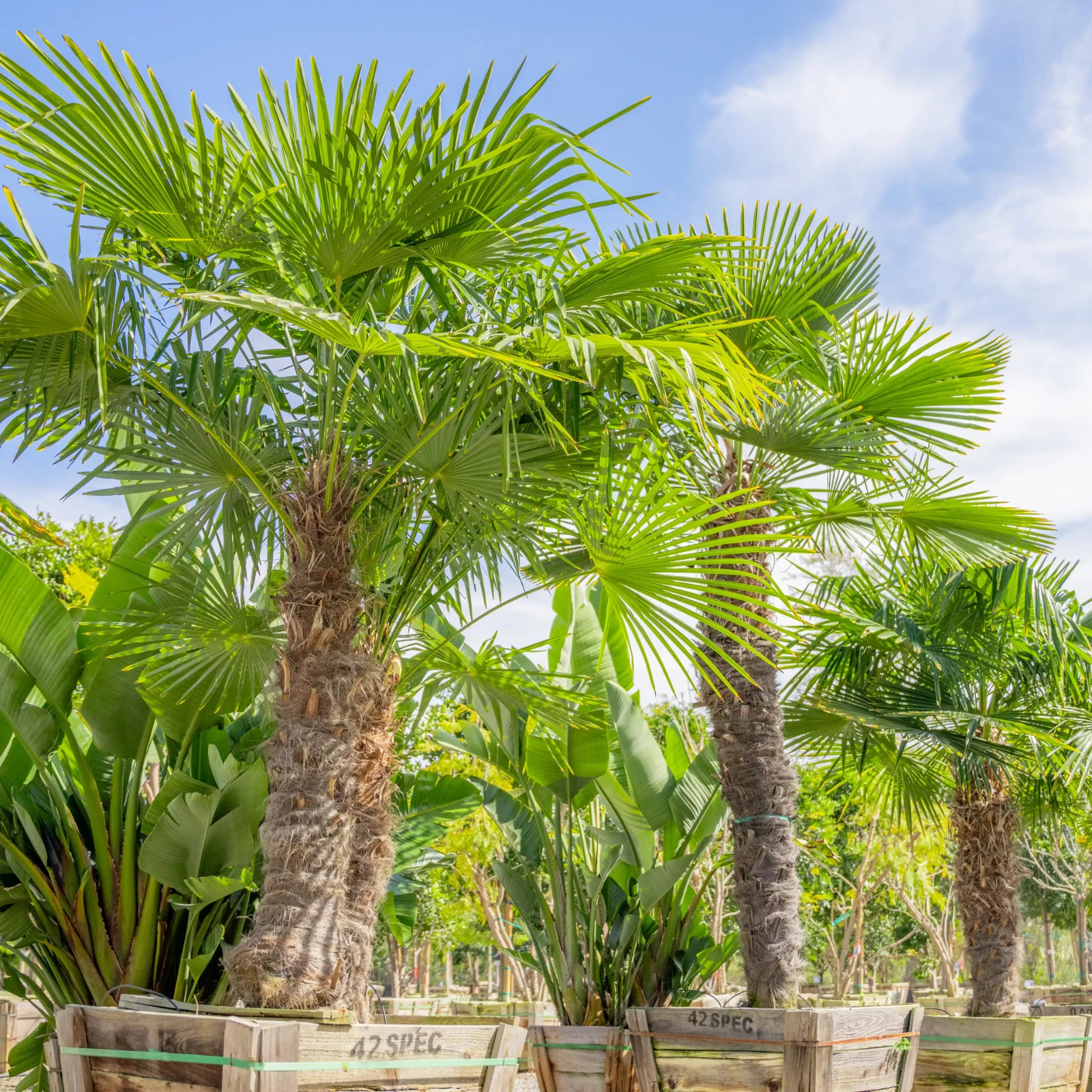 20 Windmill Fan Palm Seeds – Trachycarpus Fortunei – Extremely Cold Hardy Palm