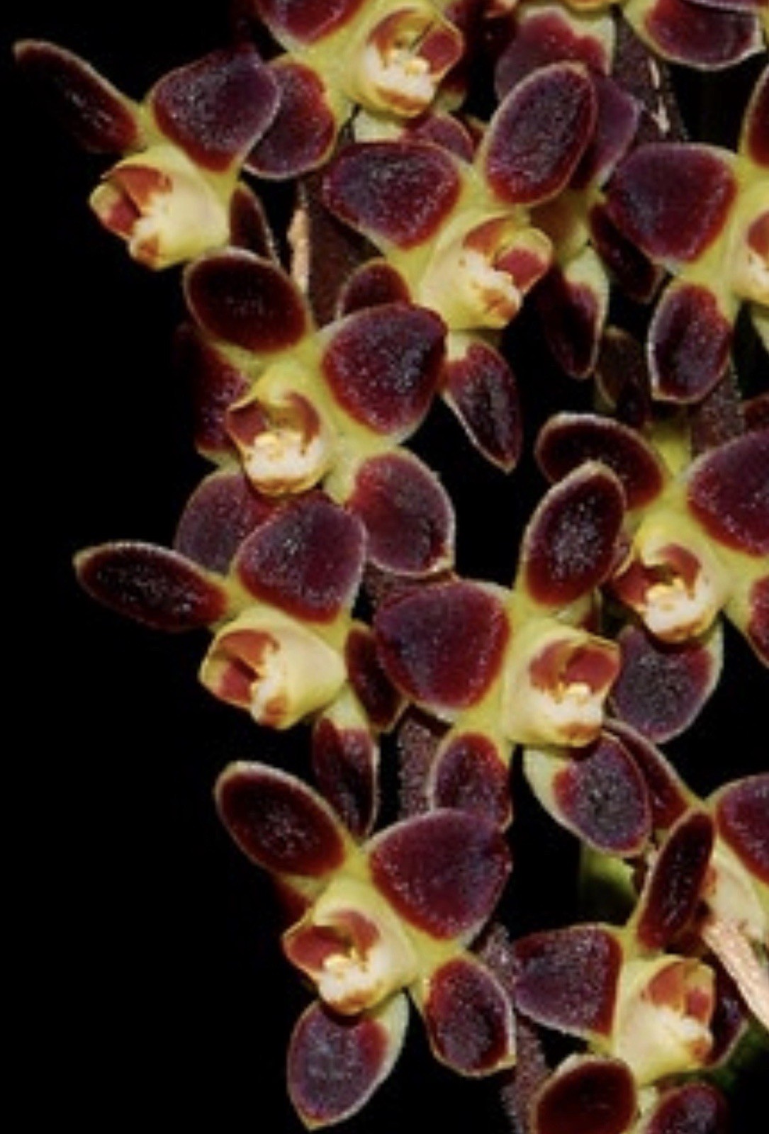 Chiloschista lunifera Leafless Orchid Plant. Thai Ghost Orchid Blooming Size