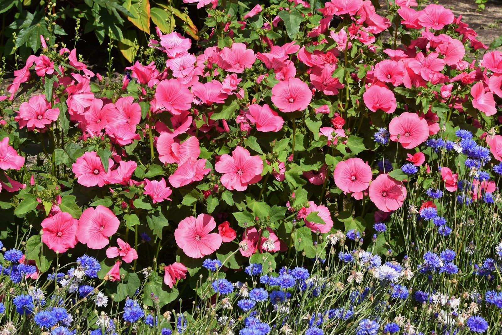 200 ROSE MALLOW (Bush Mallow) Hibiscus Lavatera Trimestris Flower Seeds