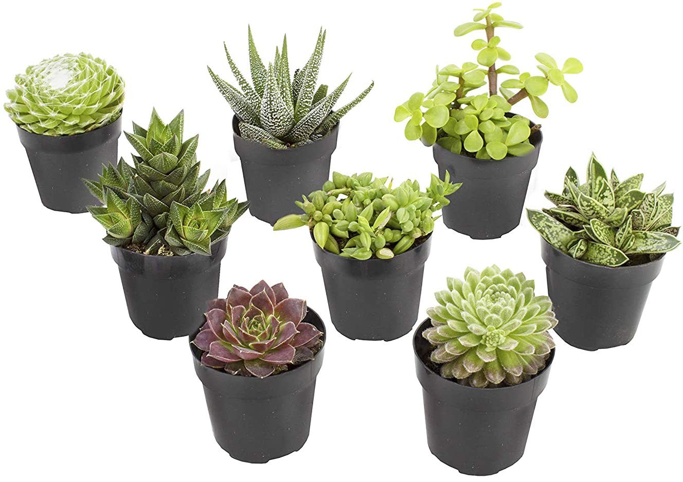 , Live Succulents Plants Live Window Plants (8PK), Live Indoor Plants Live Ho…