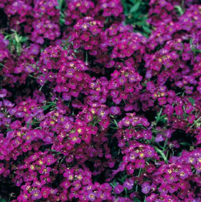 100 Alyssum Seeds Cheers Violet GROUND COVER