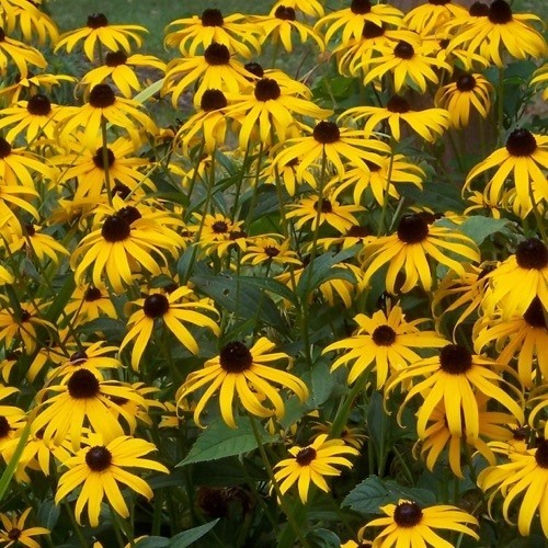 200 seeds Black Eyed Susan Hirta Yellow Fresh seeds + gift