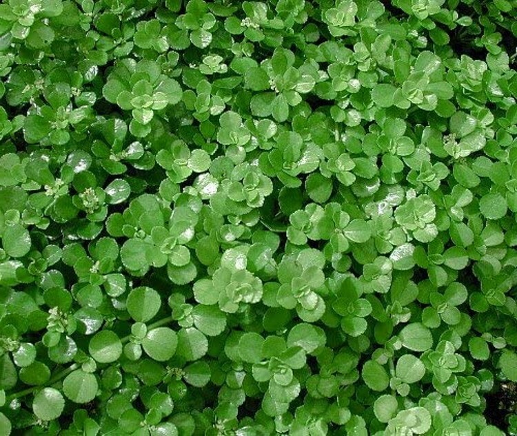 Depressa Jobes Large Tears Leaf Pilea Baby In & Out Live Plant 6″ Hanging Basket