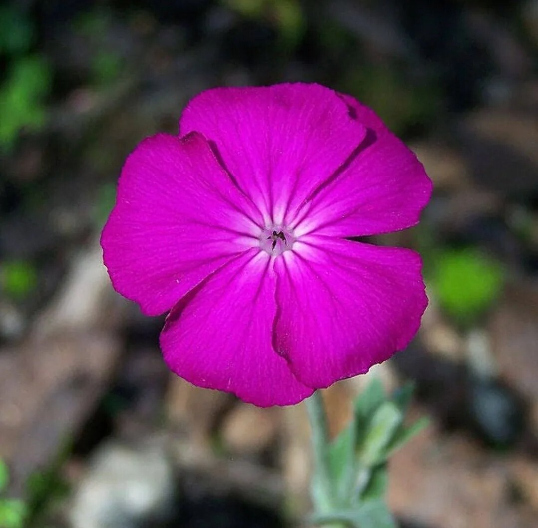 Purple-Rose Campion Perennial Vibrant Deep Color & Constant Flowering~250 Seeds