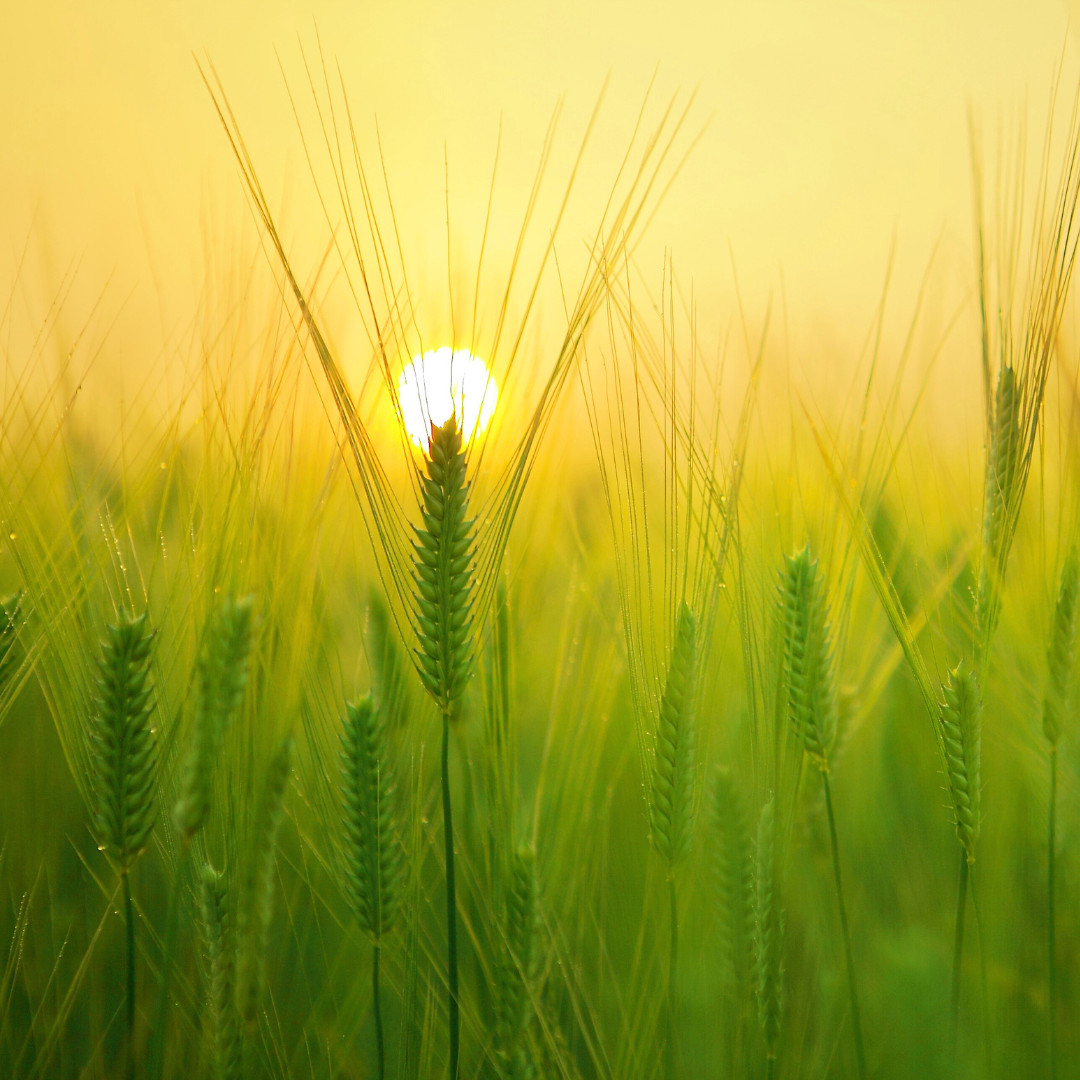 Fresh Wheat Seeds | Hard Red Winter | Organic | Heirloom Non-GMO | Grain Seeds