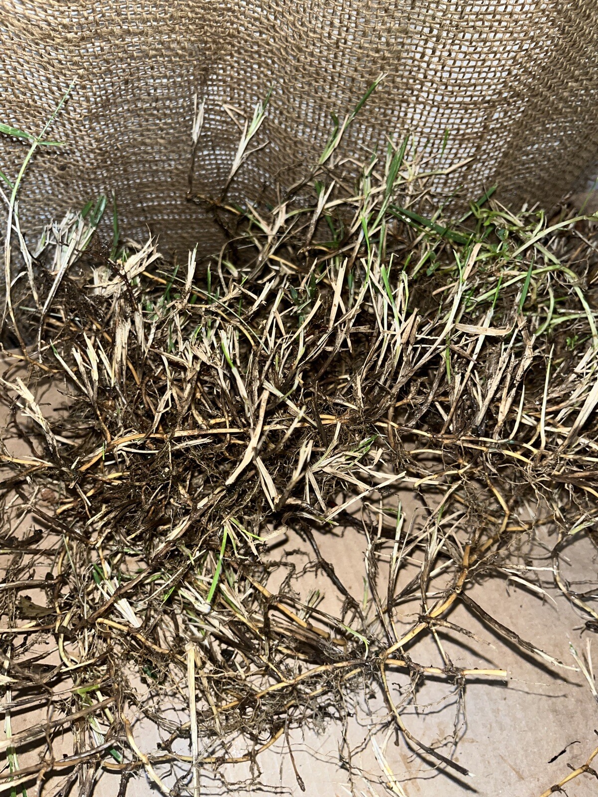 Dormant Zoysia grass handfull of rhizomes/stolones good for 10-15 plugs or more