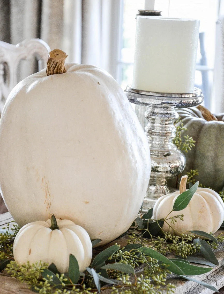 Lumina White Pumpkin Seeds | PVP Giant Polar Bear Pumpkins Vegetable Seed 2023