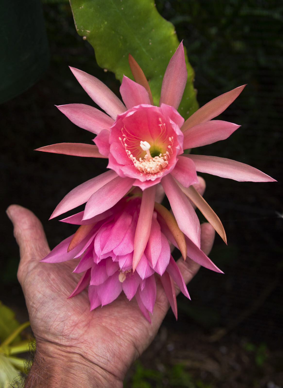 1 Agatha Epiphyllum Orchid Cactus Cutting 8-10 inches long