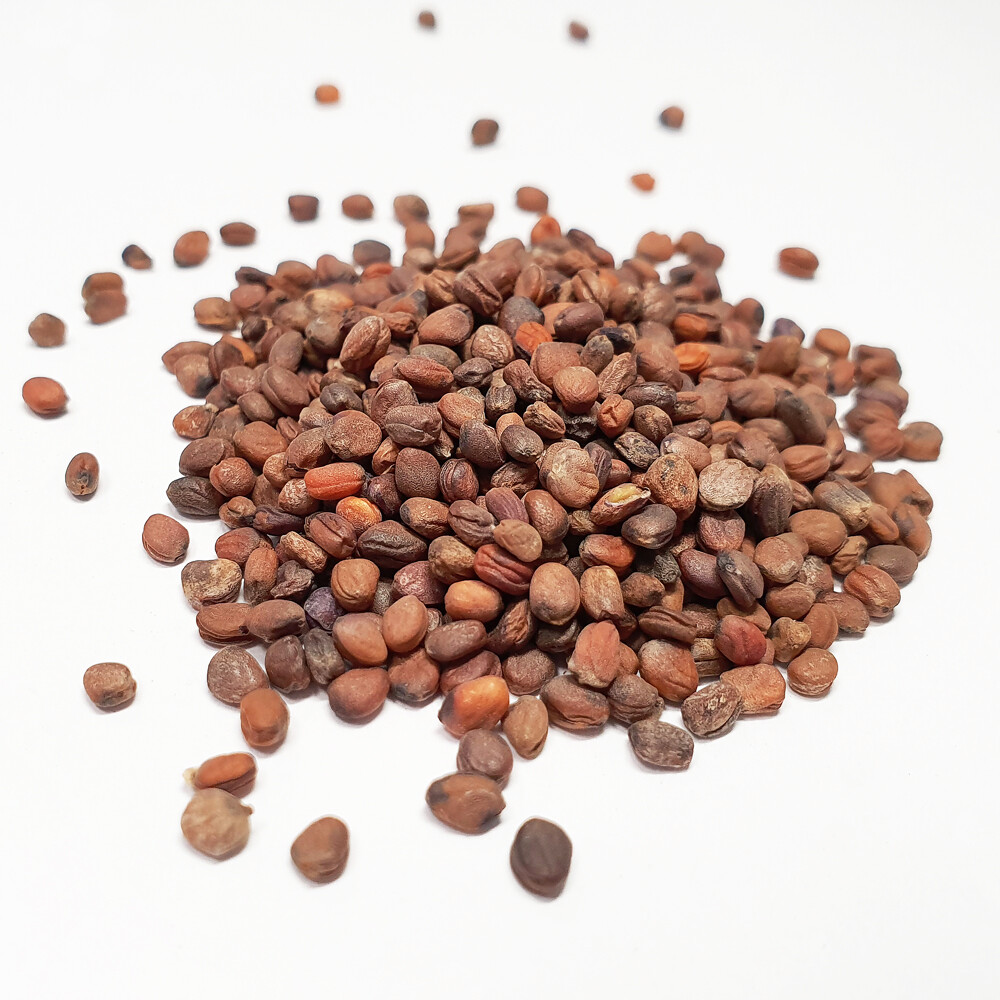 Rambo Radish 4 Ounce Microgreen Sprouting Seeds