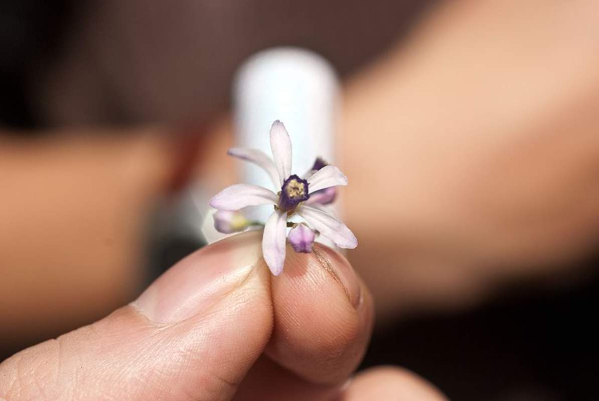 1-1000 PCS China Berry Persian Lilac Tree Seeds Melia Azedarach Flower 0183