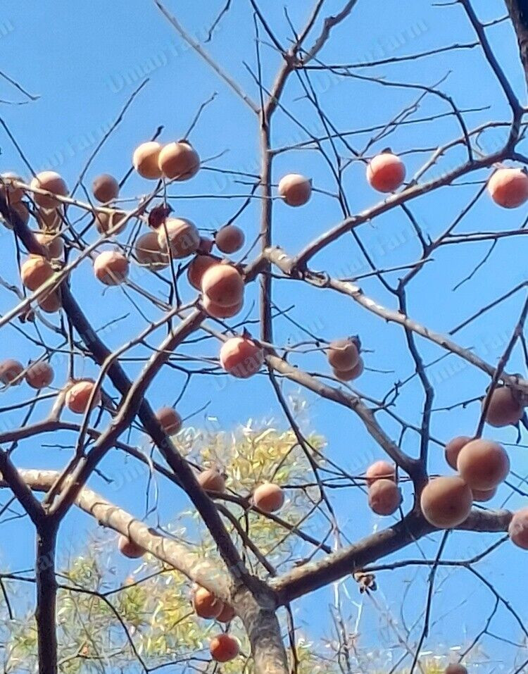 Persimmon Tree American Native Fast Growing Seedlings 12″-24″ JUMBO (Live Plant)