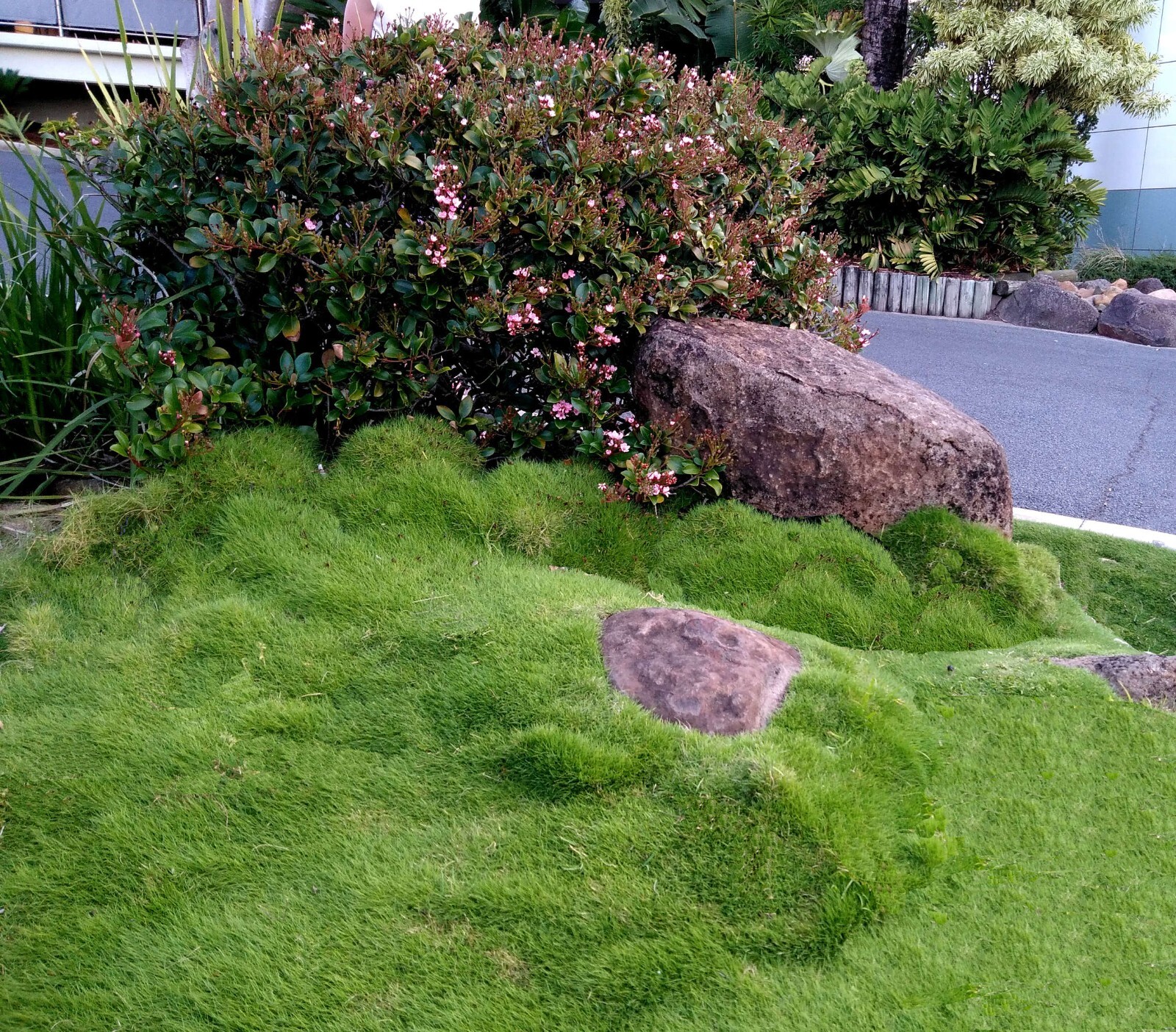 Rare Zoysia tenuifolia, Korean velvet Grass- as pictured -No Mow Grass-
