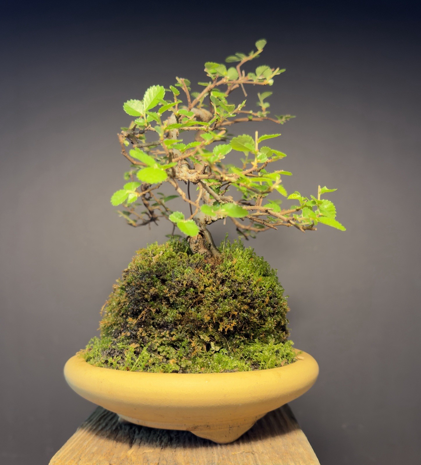 Bonsai Tree Cork Bark Chinese Elm From Root Cutting 10” tall Quality Chinese Pot