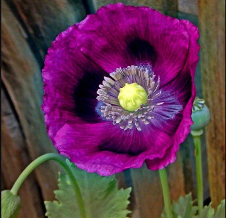 Poppy PURPLE DREAM MIX Lauren’s Grape Prince of Orange Poppies Non-GMO 500 Seeds