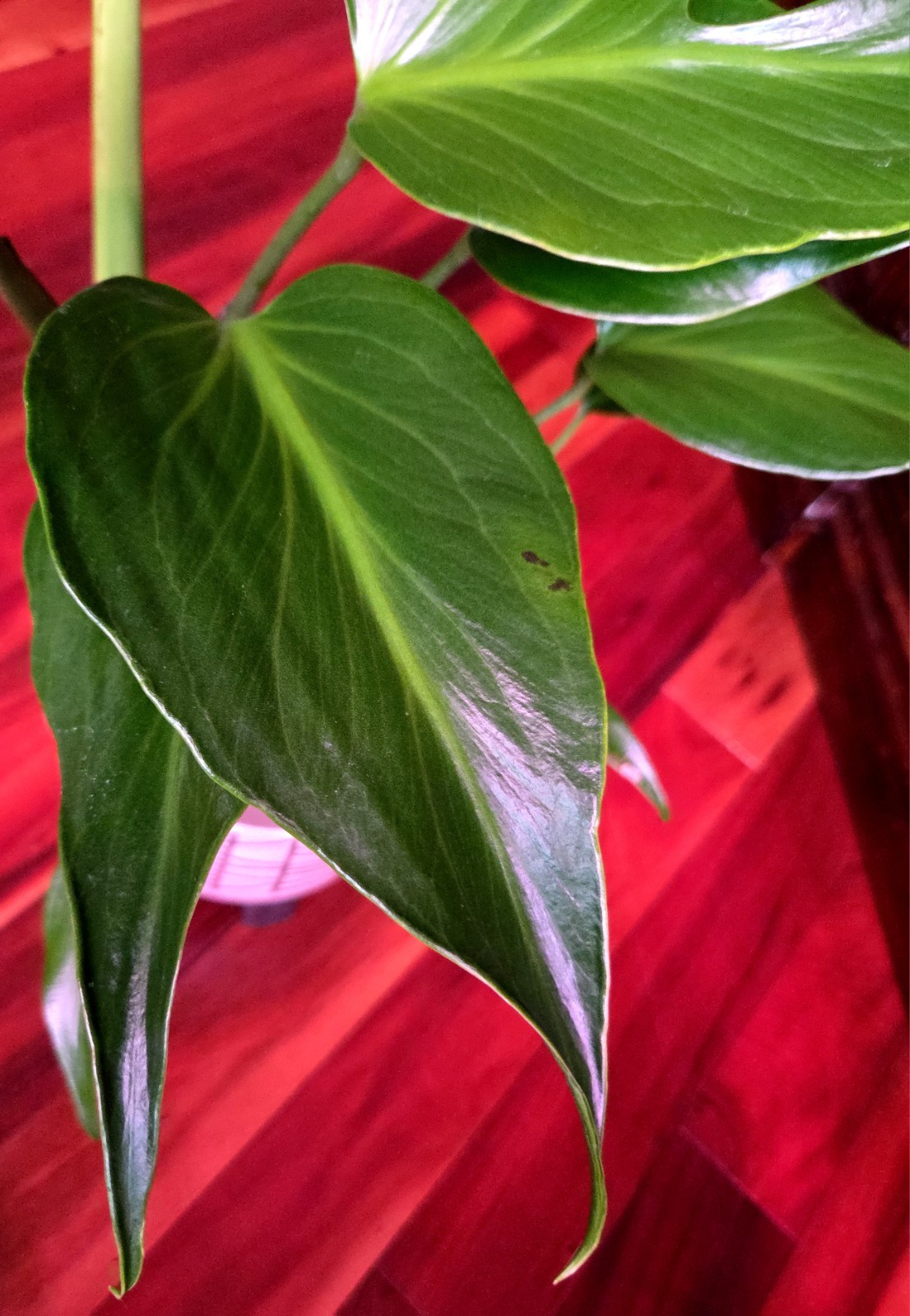 Rare XL Monstera Burle Marx Flame 25″ Tall Aroid Not Philodendron Anthurium