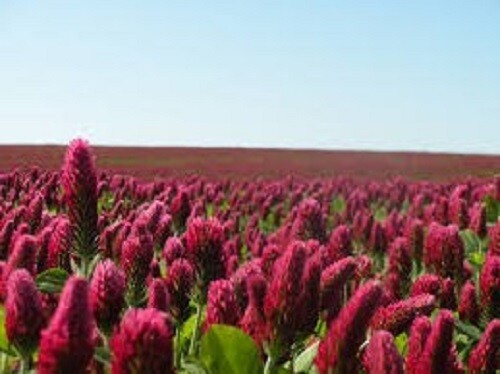 10lbs CRIMSON CLOVER Food Plot Seed For Deer Turkey Wildlife Coated Inoculated
