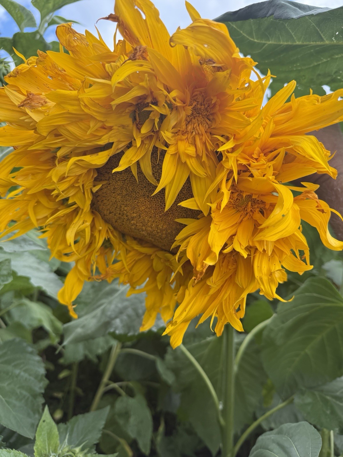 12 Crown Jewel Sunflower Seeds New Variety!