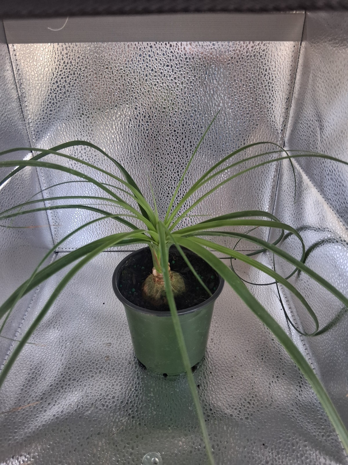 Ponytail Palm 4 Inch
