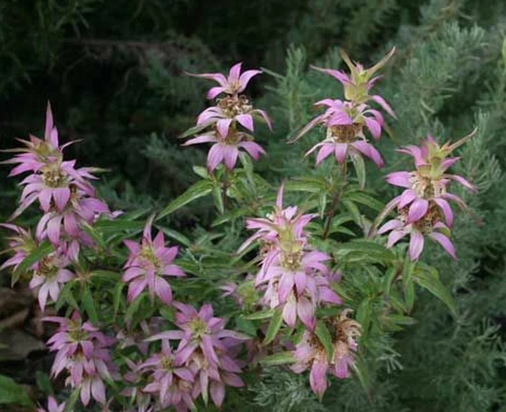 Bee Balm SPOTTED Biennial Pollinator Attract Bees Hummingbirds Non-GMO 300 Seeds