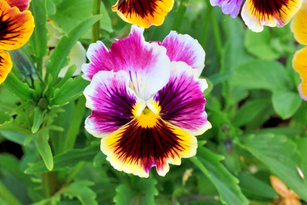 50 SWISS GIANTS PANSY SEED MIX | SALE FREE SHIPPING NON GMO